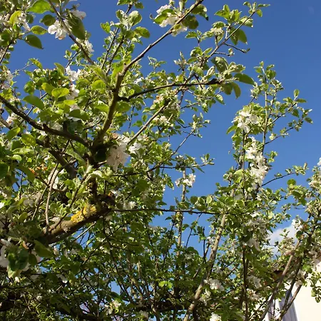 Mittendrin Zwischen Altstadt Und In